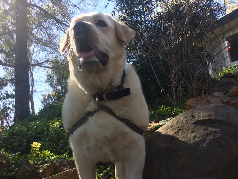 Strap seemed to be interfering, so I ran it through his collar