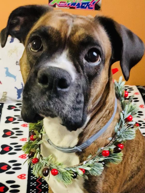 Anam Cara Mnemosyne, 5 year old 70 lb Boxer, size large harness
