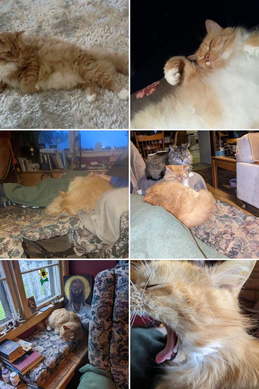 Merle and Shale after having their ears cleaned and had a few treats. Merle is 3 years old and she is the Calico cat. Shale is 18 years old and he is the ginger cat.