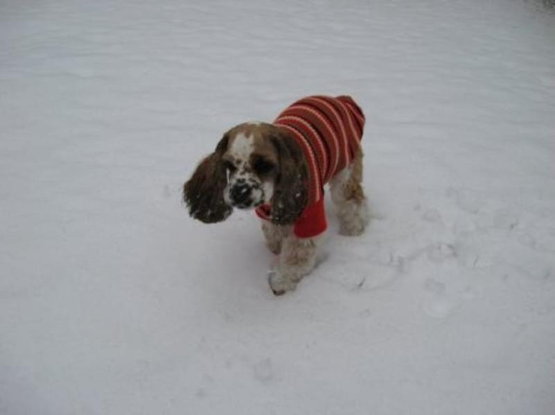 Maggie's 1st snow and new sweater