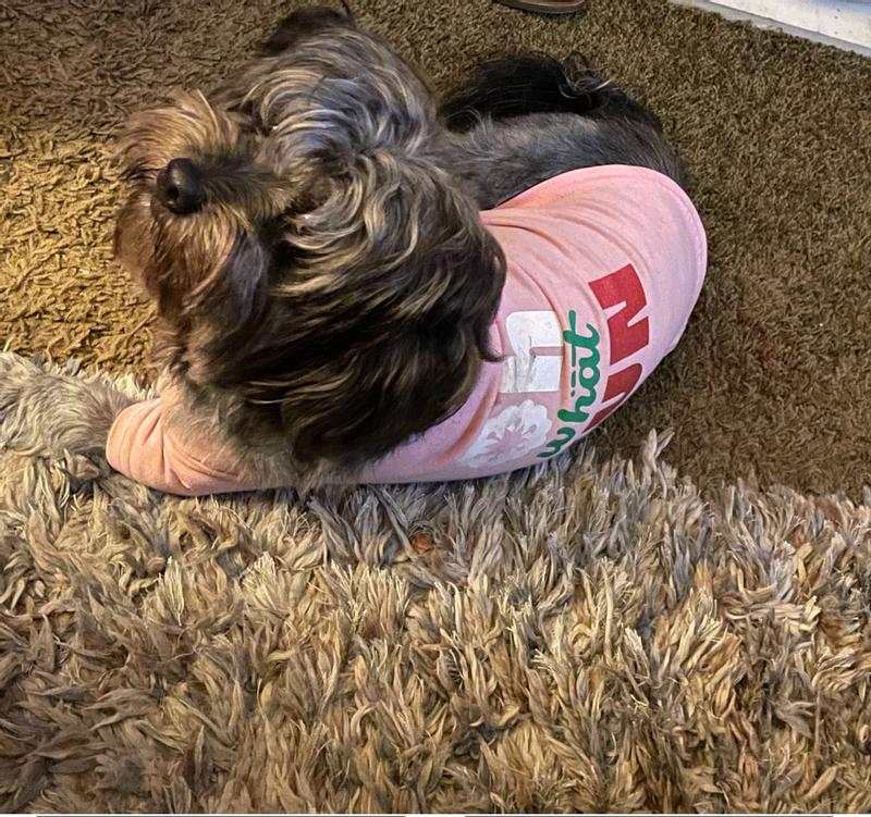 Queen-frenchie and Lio-Havanese