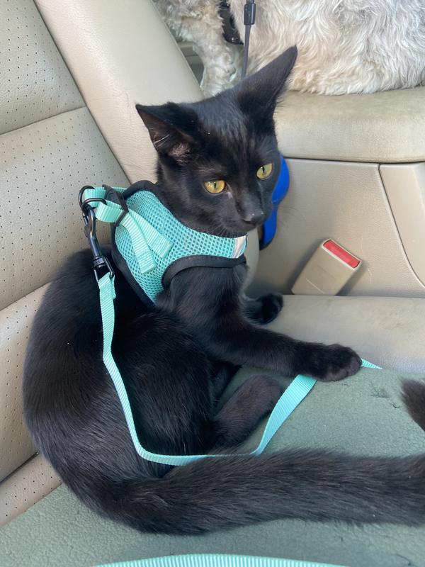 From left to right Nugget,Beau (deceased), Gigi deceased, and Rascal