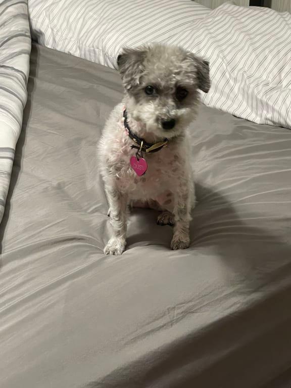 Dusti schnoodle