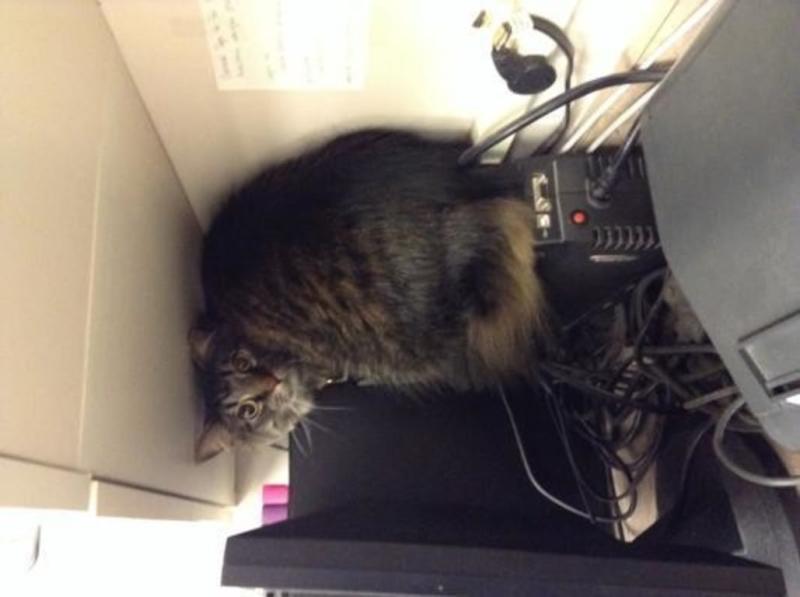 Sasuke, my fur baby,