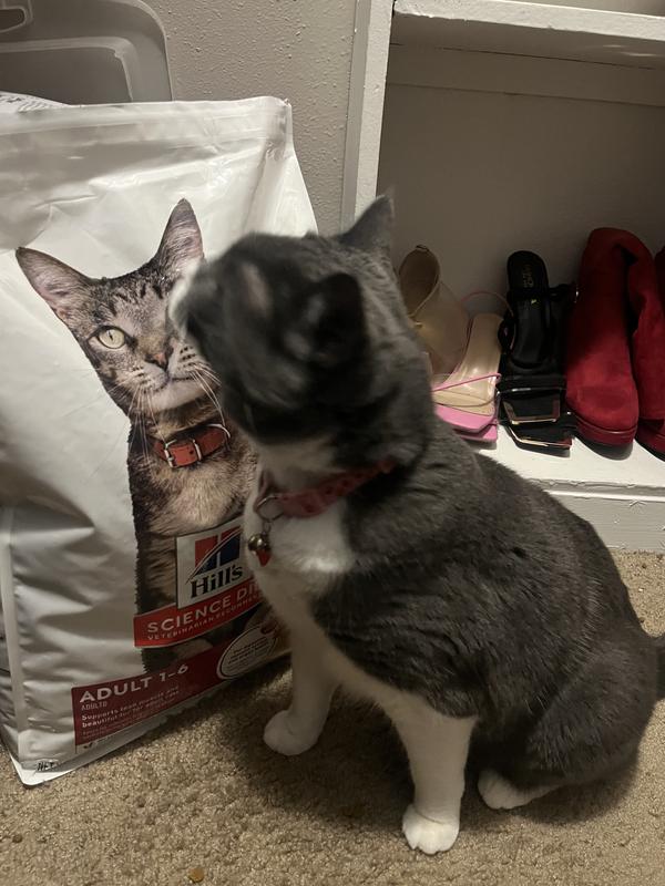 Sizing up the kitty on the bag
