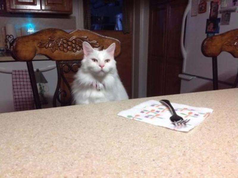 I hope Science Diet is whats for dinner tonight !