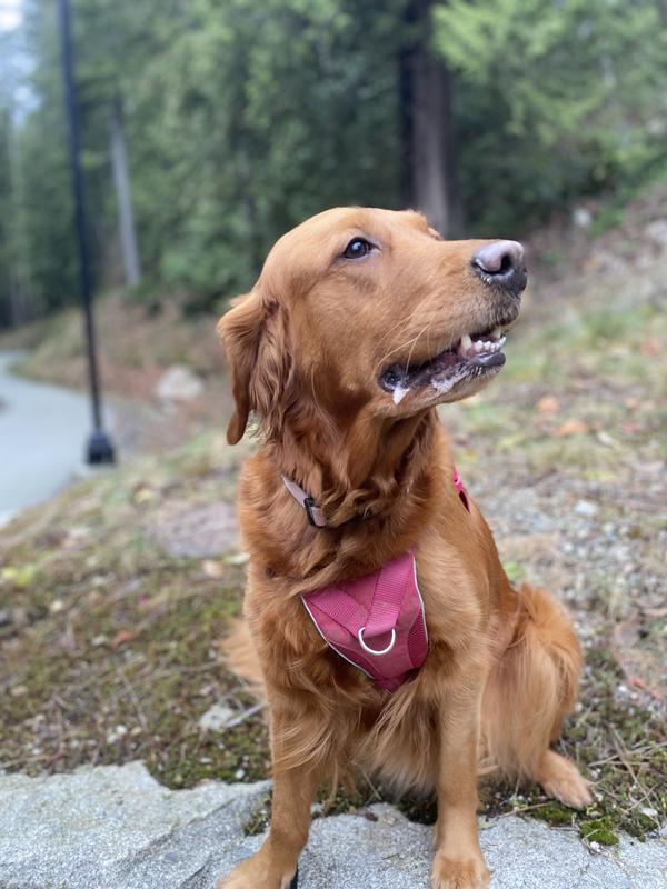 @goldie_redgolden enjoying the walk
