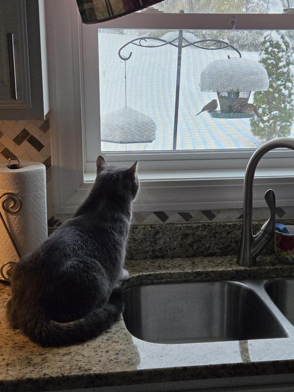 He loves bird watching.  Best view of my 4 feeders is on the counter.