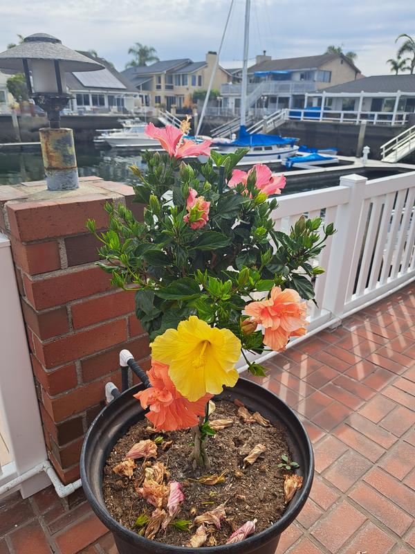 Leaf & Petal 1-piece Tropical Paradise Braided Hibiscus - 23520962