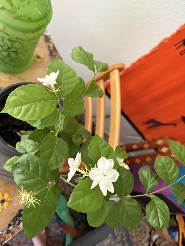 Jasmineです。 セール】【Jasmine】胸あきタイトミニワンピース（ワンピース