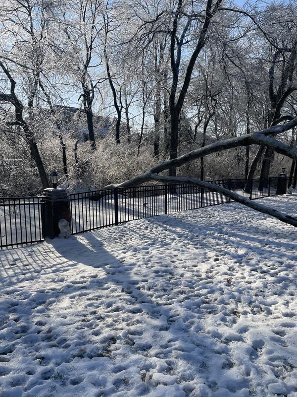 Trees that fell and I cut up