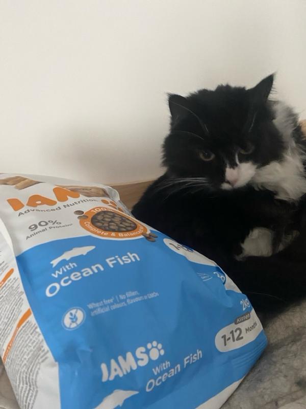 Iams ocean fish hotsell