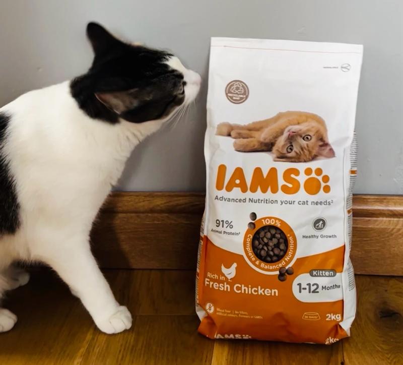 Iams kitten review best sale