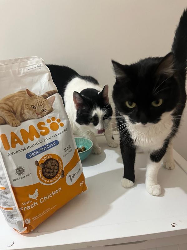 Iams sterilised best sale