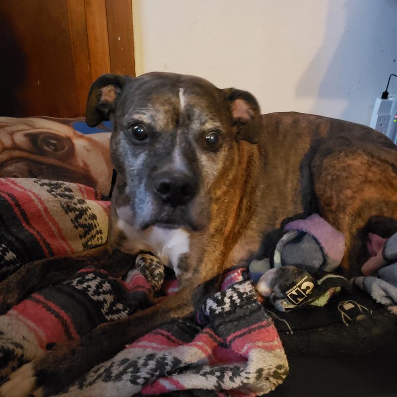 My Dog on His New Bed