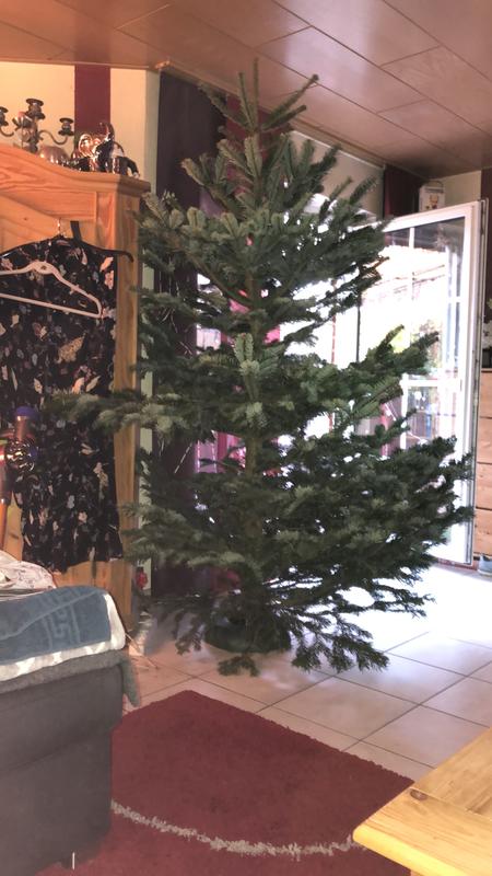 Weihnachtsbaum Echte Nordmanntanne 200 250 Cm Hoch Gesagt Kaufen Bei Obi