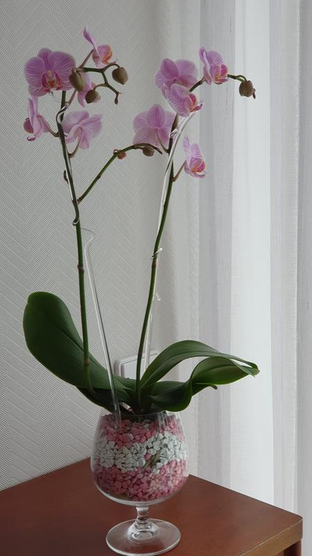 Colomi Orchideensubstrat phalaenopsis Orchideengranulat orchideendünger 1 Liter