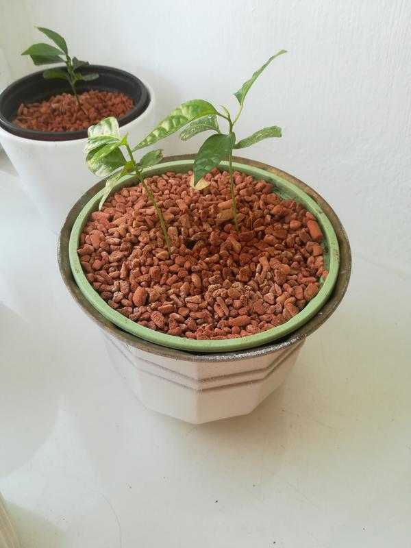 Seramis 2 x 7,5 Liter Pflanz-Granulat für Zimmerpflanzenersetzt Blumenerde 