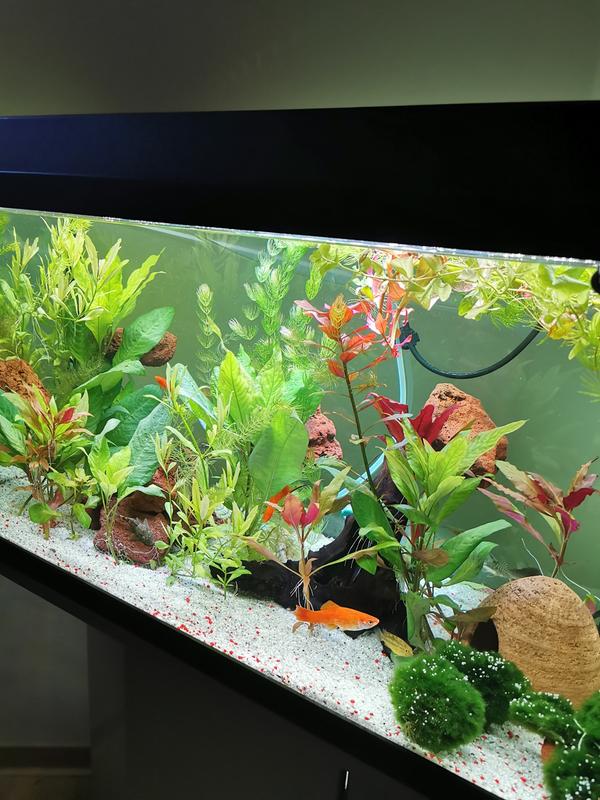 federatie Ontvangende machine vos Juwel Aquarium-Set Primo mit Zubehör LED Schwarz 110 l kaufen bei OBI