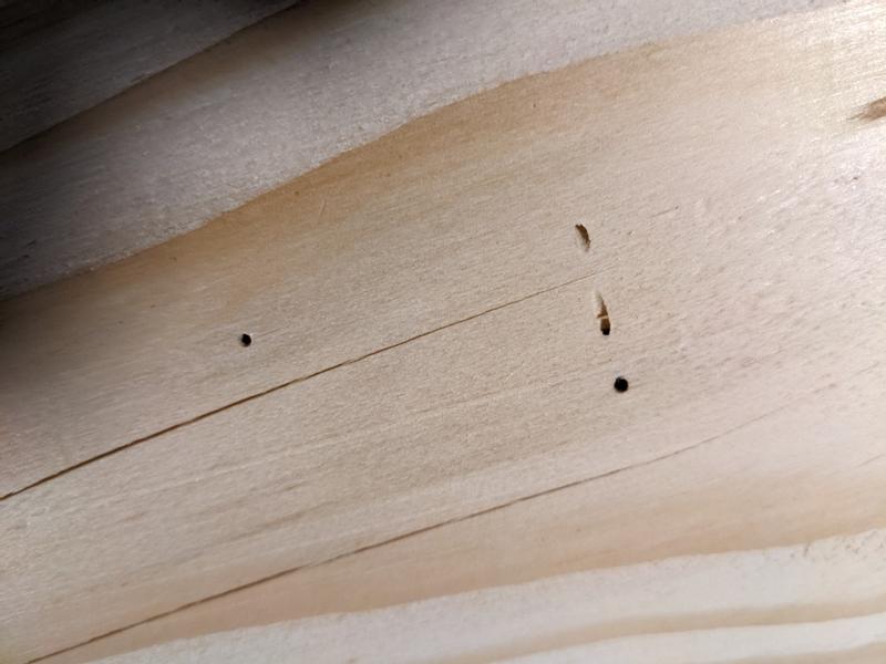 Asse legno massiccio douglasia non squadrata 2 lati 50 x 200 cm / spessore  30 mm