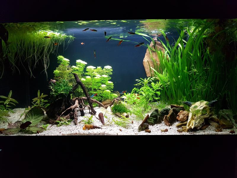 Juwel Primo, 110 litre aquarium