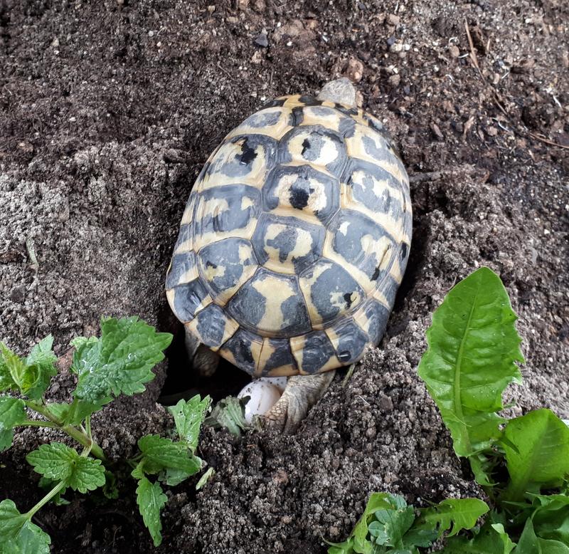 Floragard Schildkroten Und Terrariensubstrat 1 X L Kaufen Bei Obi