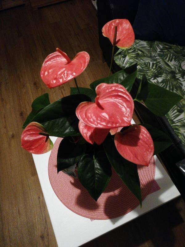 Anthurie Rosa Topf-Ø ca. 12 cm Anthurium andreanum kaufen bei OBI | Kunstpflanzen