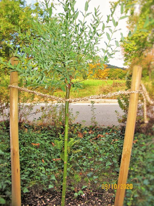 kaufen cm 60 Harlekinweide Salix 5 ca. OBI Topf l OBI - Nishiki\