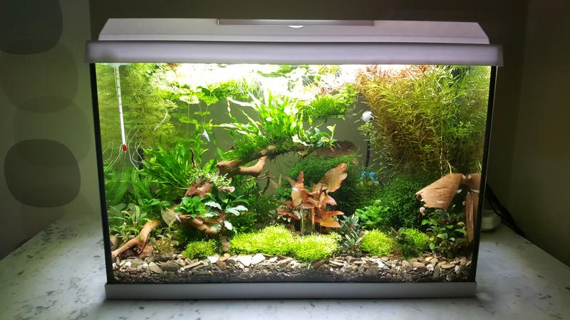 half acht Knorrig dronken Juwel Aquarium-Set Primo Weiß 70 l kaufen bei OBI