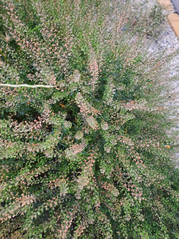 Sunjoy Sequins® - Barberry - Berberis thunbergii