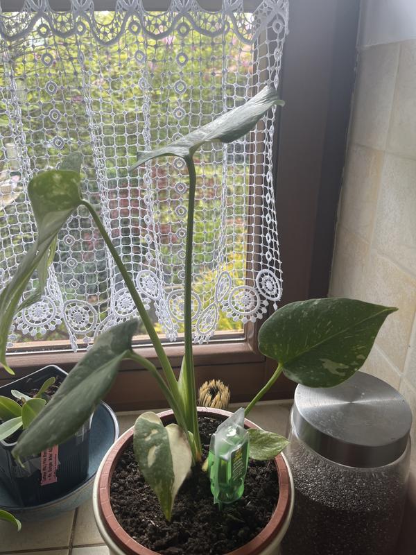 Monstera (Thai Constellation) don. 12 cm