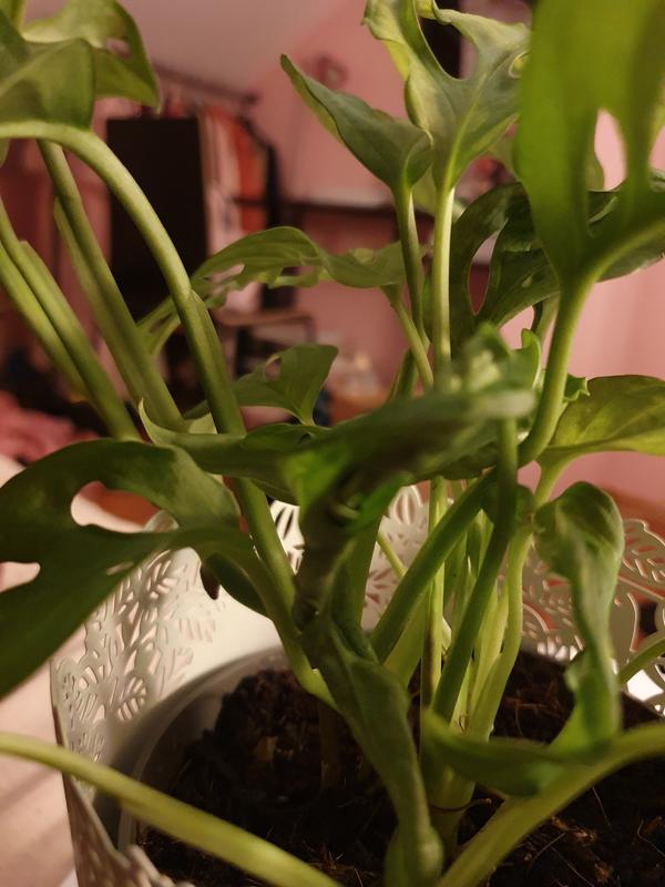 philodendron sanguineum Philodendron Squamiferum | Care Guide and Pro Tips - Delivery from Toronto  across Canada main image 0
