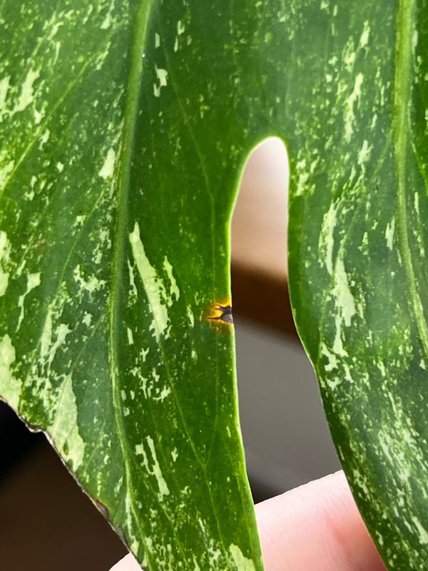 Monstera Deliciosa Variegata don. 15 cm