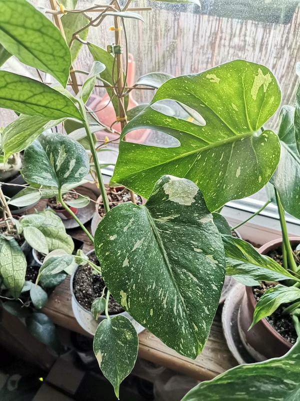 Monstera (Thai Constellation) don. 12 cm