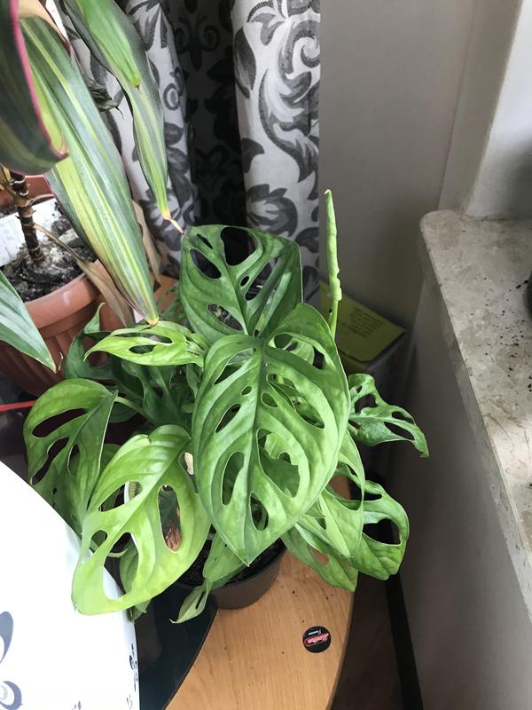 Monstera adansoni Monkey Leaf (Monstera Monkey Leaf) - don. 12 cm