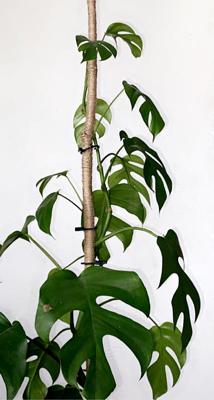 Monstera minima (Rhaphidophora tetrasperma) - 22-30 cm