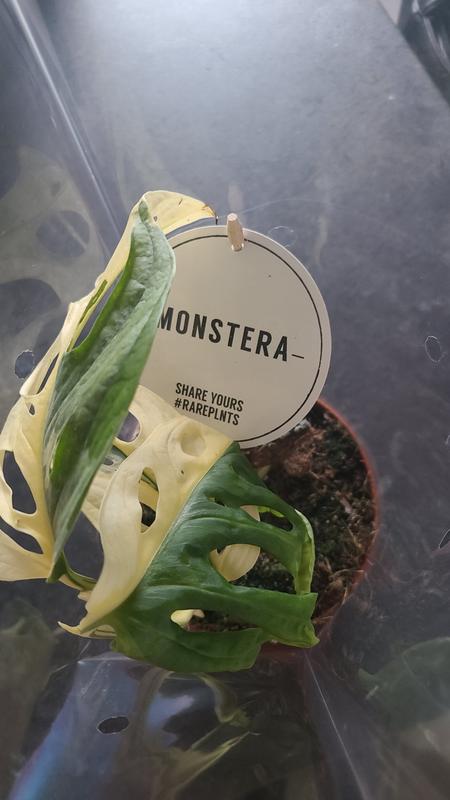 Monstera Adansonii Variegata don. 12 cm
