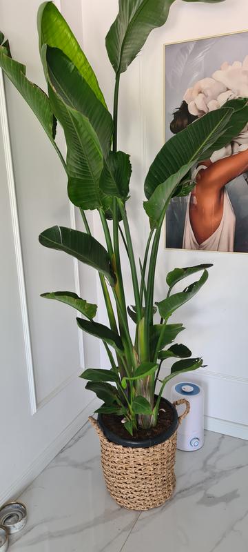Strelicja biaa (Strelitzia Nicolai) - wys. 175 cm, don. 25 l