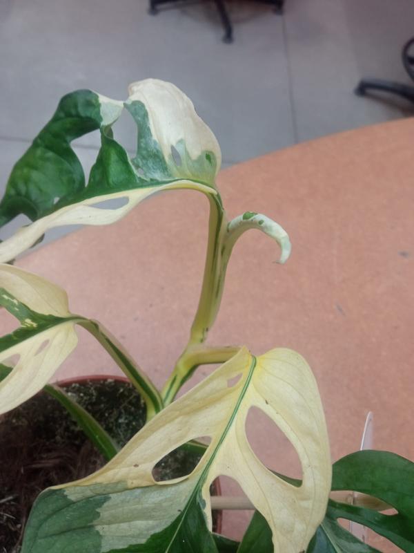 Monstera Adansonii Variegata don. 12 cm