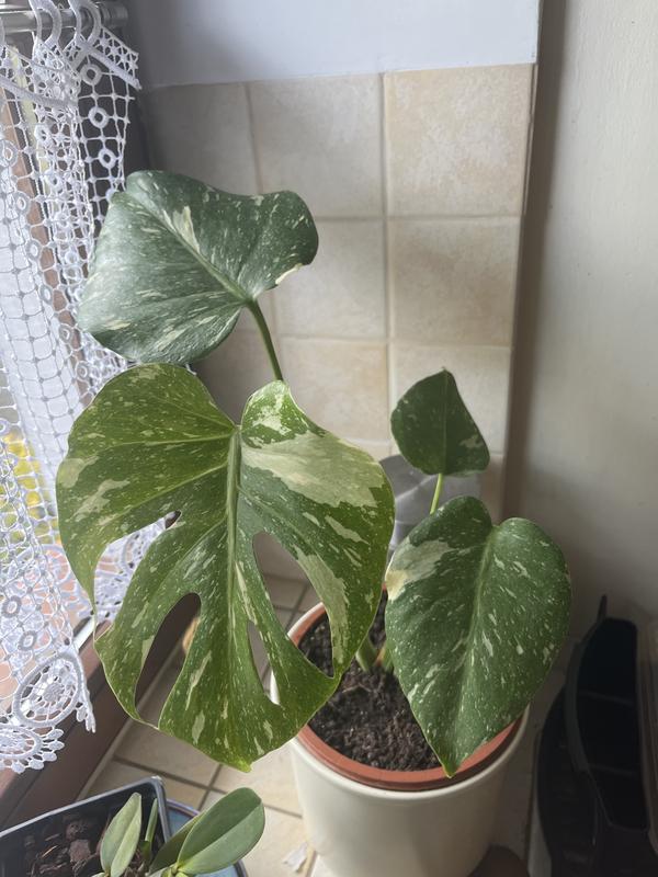 Monstera (Thai Constellation) don. 12 cm