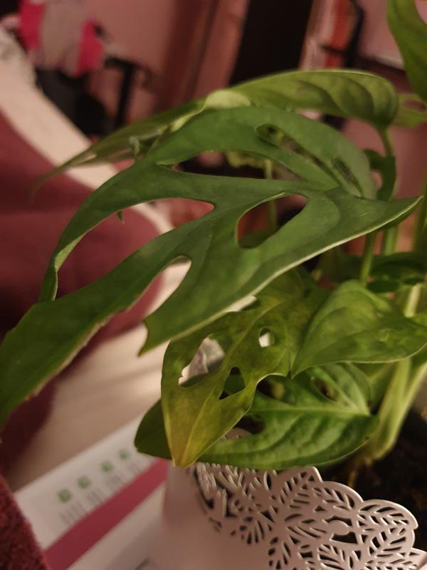 philodendron atom pflege Philodendron 'Atom' – House by the Side of the Road main image 1