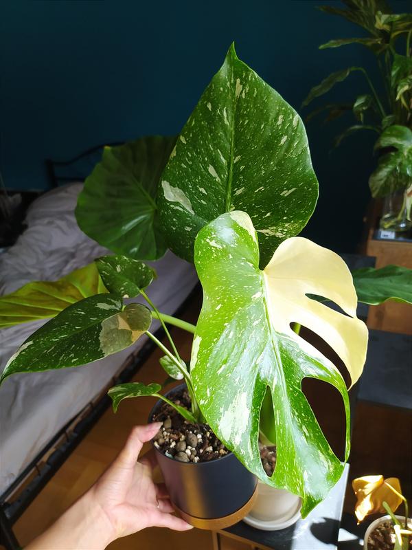 philodendron erubescens red emerald Philodendron erubescens 'Red Emerald' main image 1