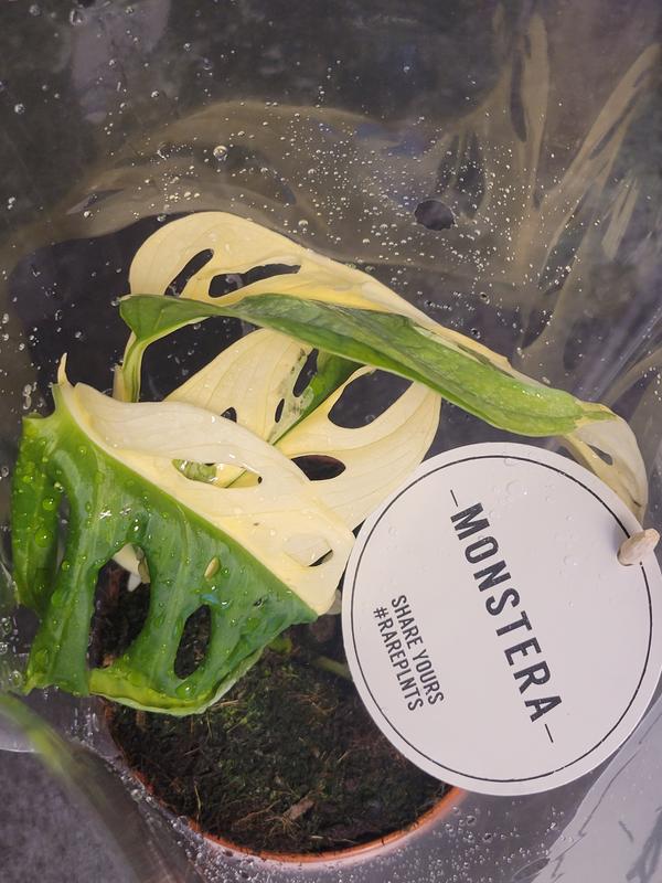 Monstera Adansonii Variegata don. 12 cm