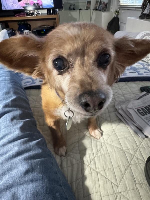 Where is my Orijen. I’m hungry!