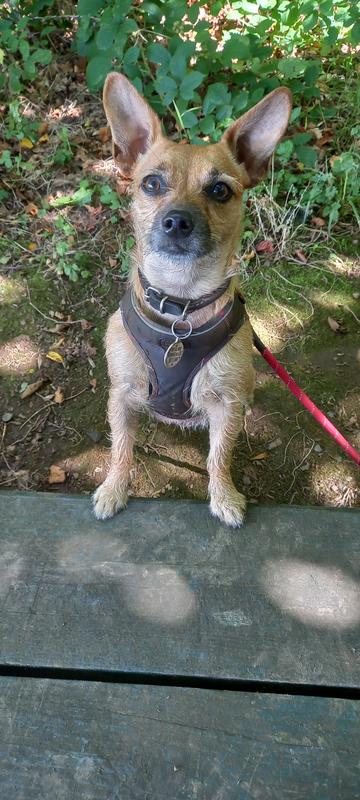 Barbour Step In Dog Harness