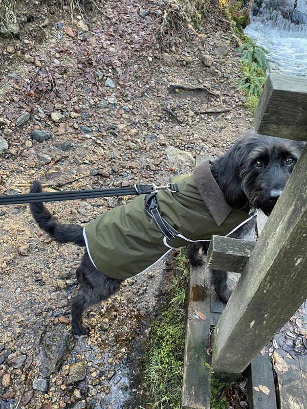 Dog raincoat outlet barbour