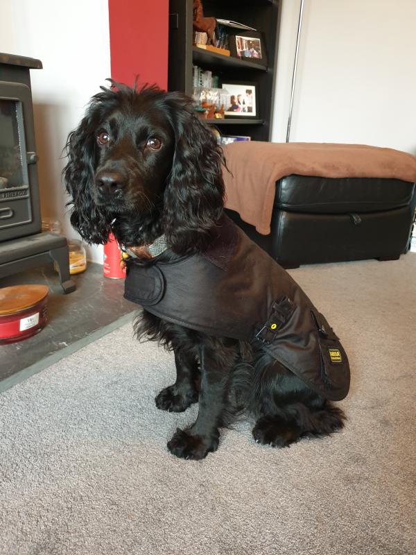 barbour coat dog