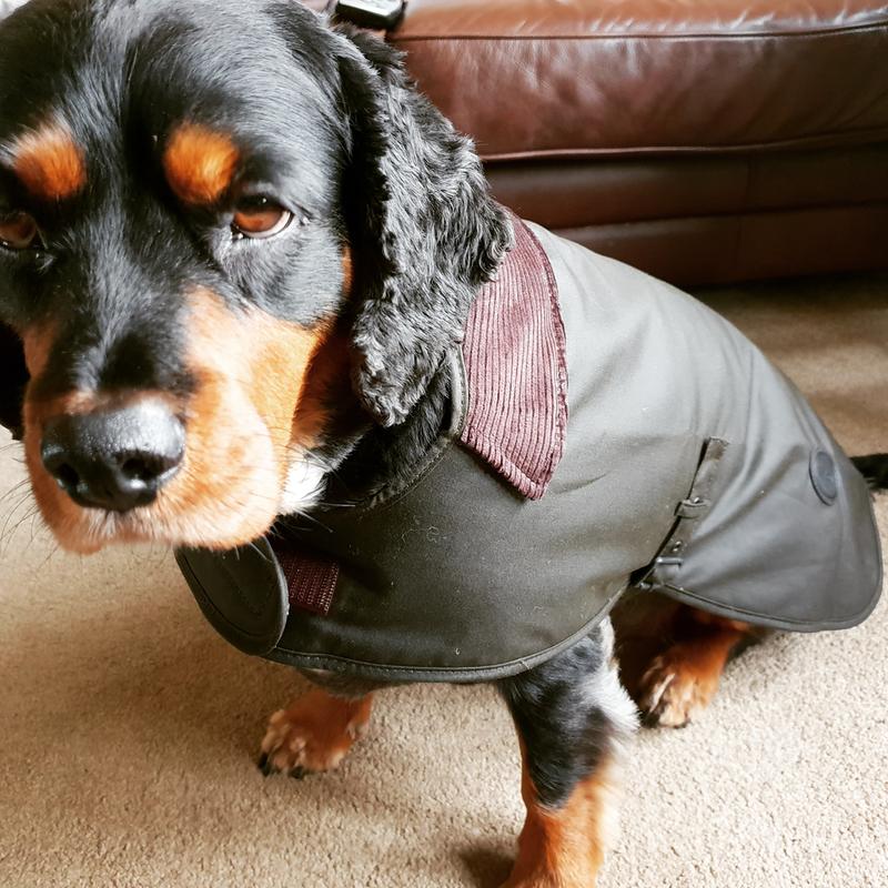 Dachshund barbour outlet jacket