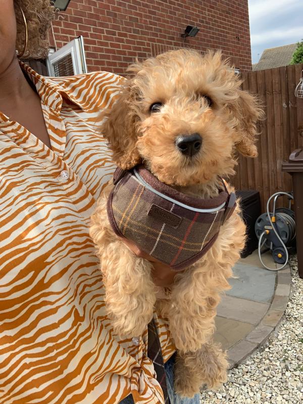 barbour puppy collar