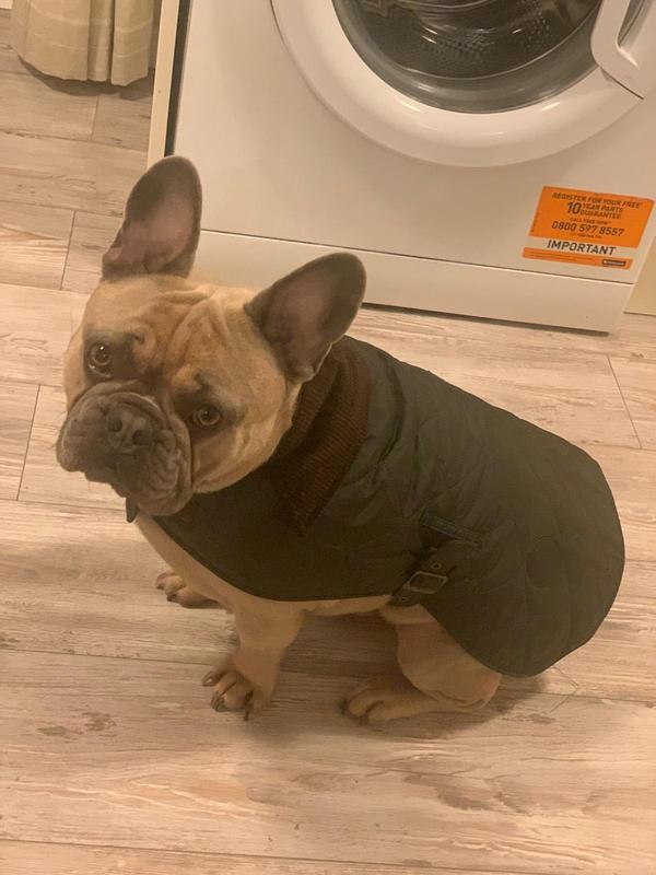 French bulldog barbour clearance coat